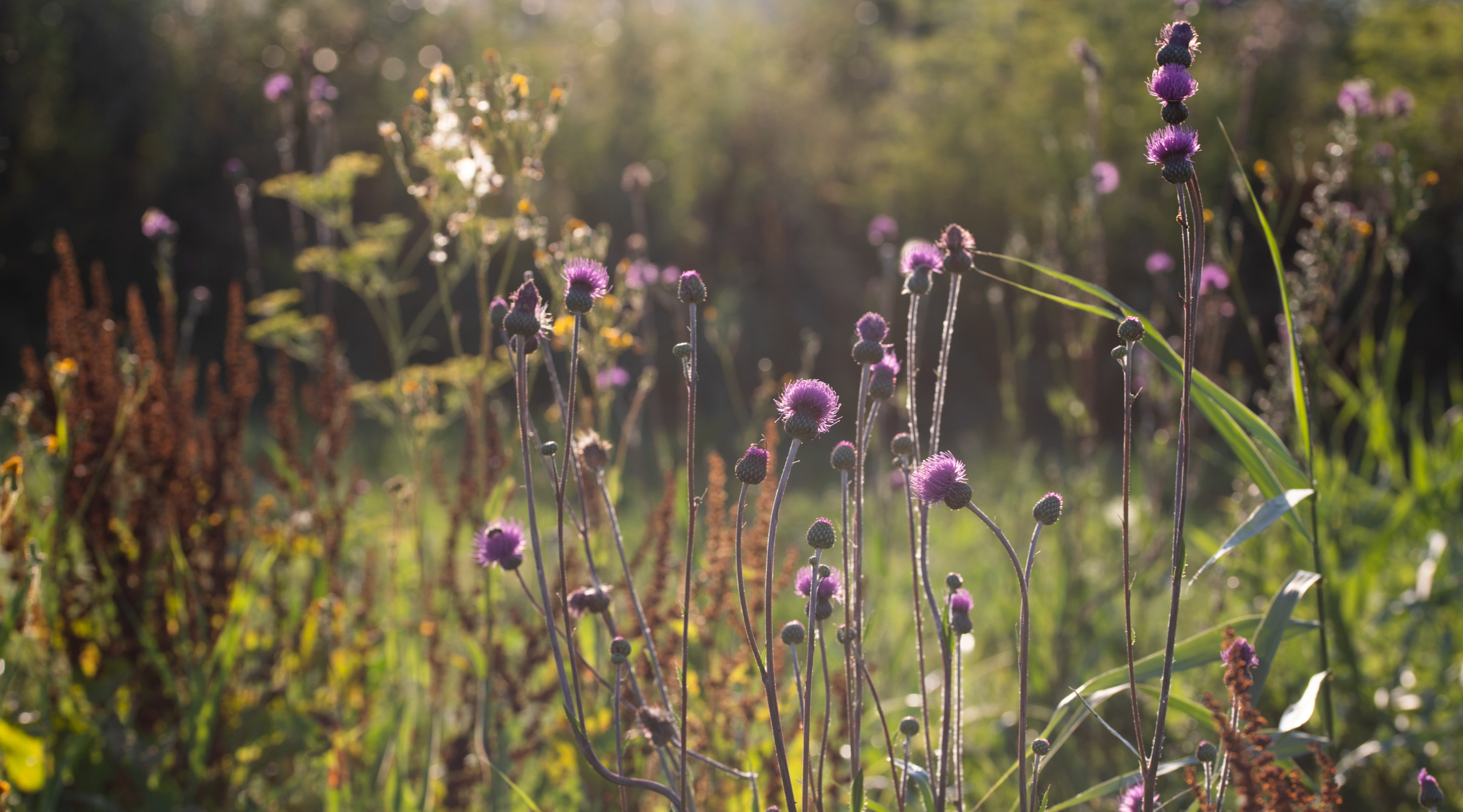 wild flowers on the field